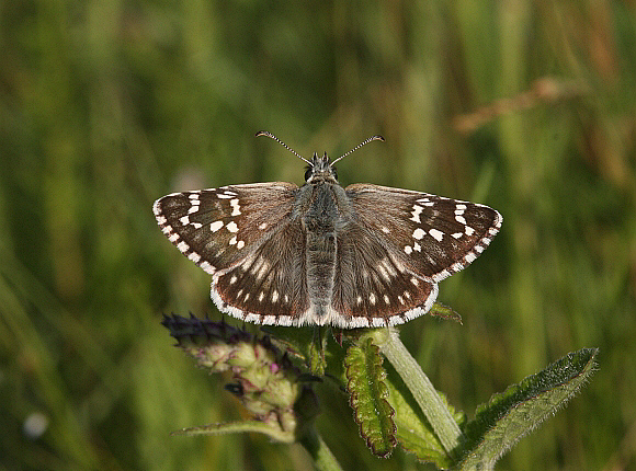 Oberthür’s Grizzled Skipper