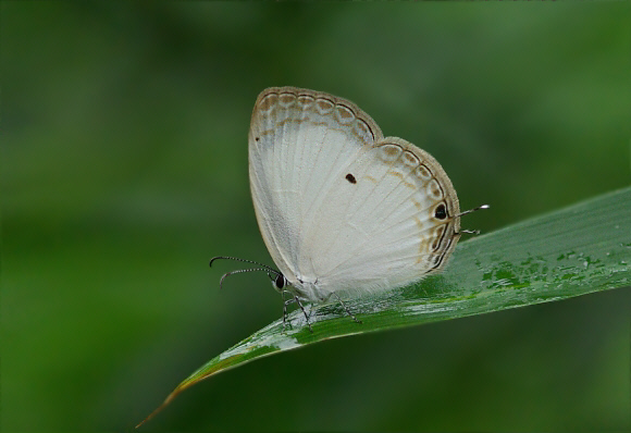 Oboronia guessfeldtii, Bobiri, Ghana - Peter Bygate