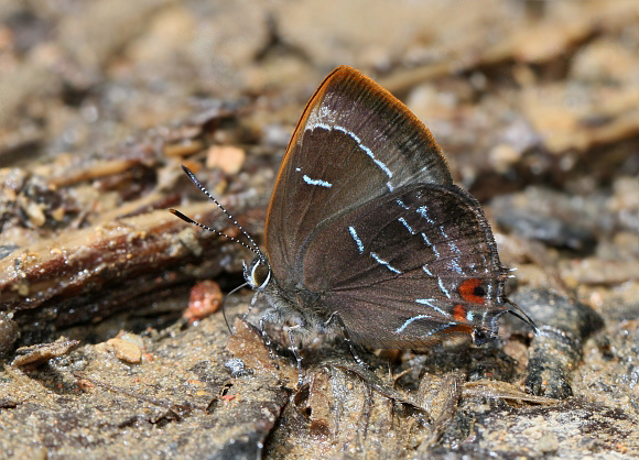 Colombian Blackstreak