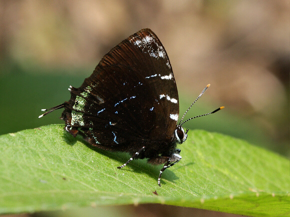 Ocaria thales, Rio Onolulu, Tingo Maria, Peru – Adrian Hoskins