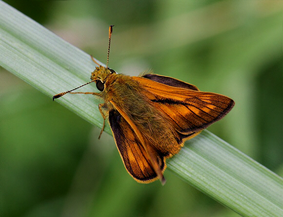 Ochlodes%20venata%202813 002b - Learn Butterflies