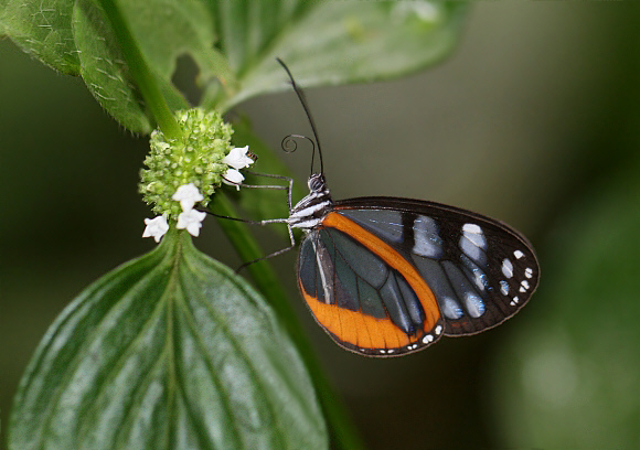 Amalda Glasswing