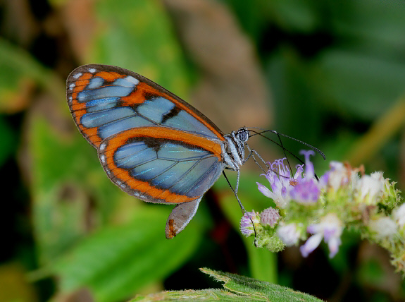 Oleria padilla, subspecies undetermined, Rio Kosnipata, Manu, Peru - Adrian Hoskins