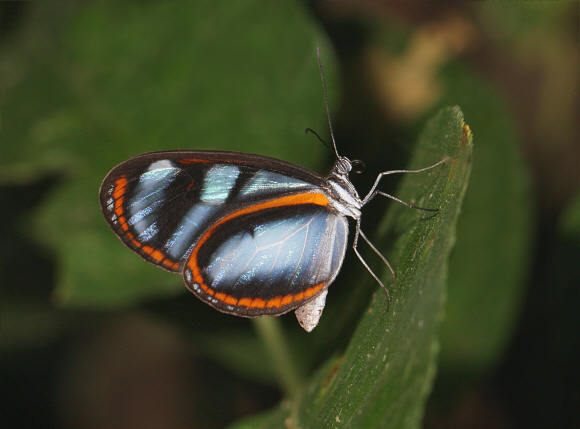 Enania Glasswing