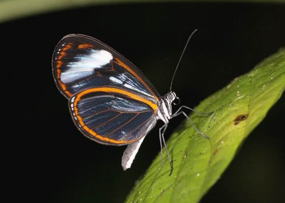 Alexina Glasswing