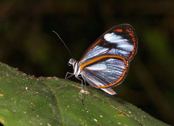 Oleria alexina, Satipo, Peru - Adrian Hoskins