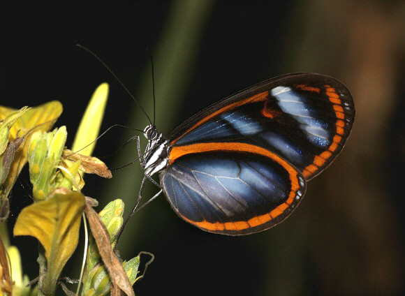 Onega Glasswing