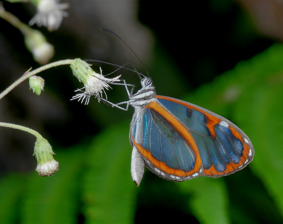 Padilla Glasswing