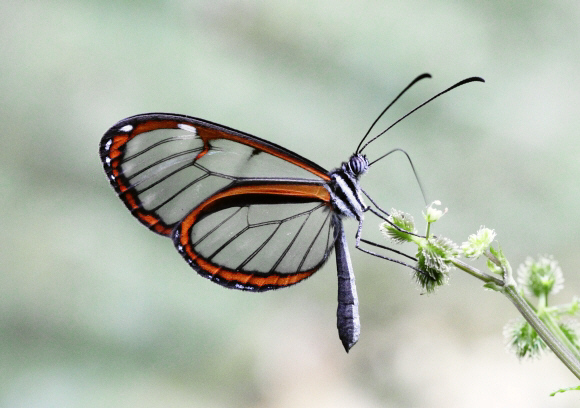 Phenomoe Glasswing