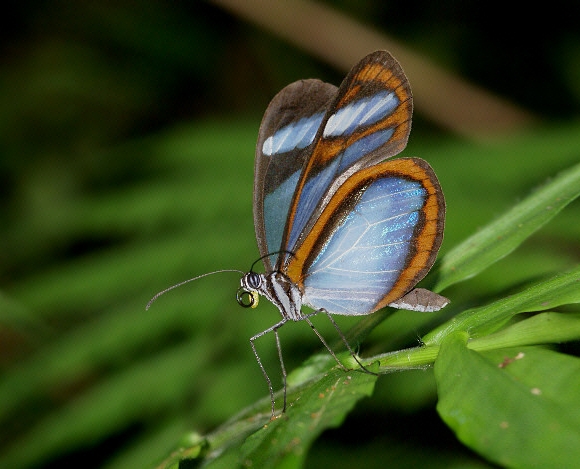 Quintina Glasswing