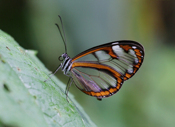 Santineza Glasswing