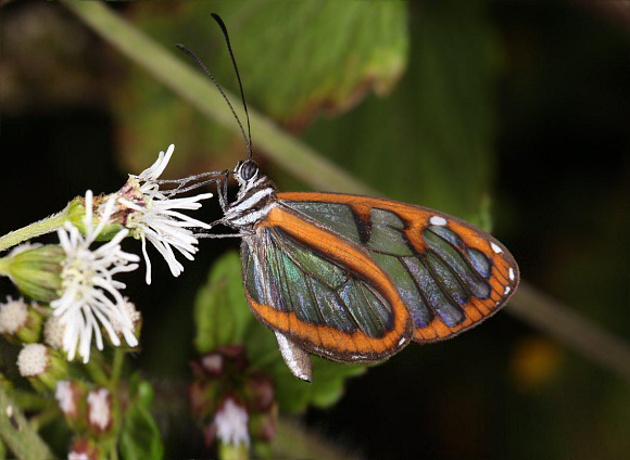 Tremona Glasswing