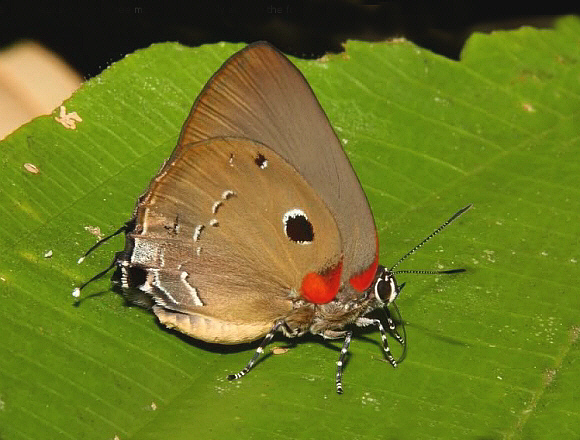 Narbal Hairstreak