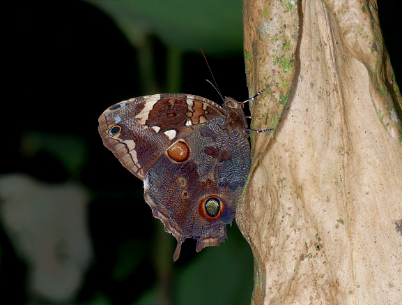 Stichel’s Tailed Owlet