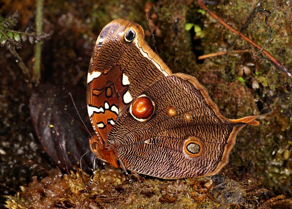 Hopffer’s Tailed Owlet