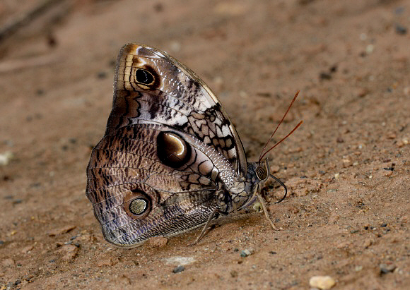 Opsiphanes%20cassiae%200475 001a - Learn Butterflies