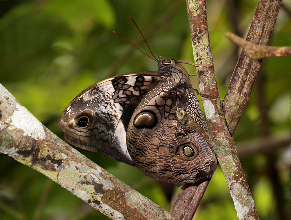 Tamarindi Owlet