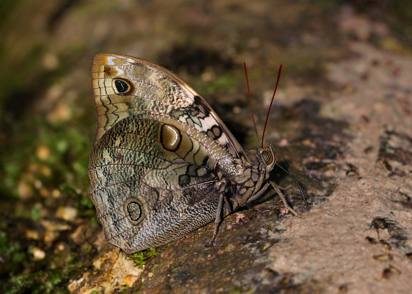 HÜBNER’s Owlet