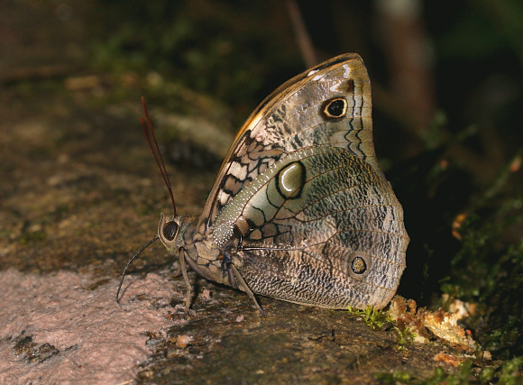 Opsiphanes invirae agasthenes, Satipo, Peru