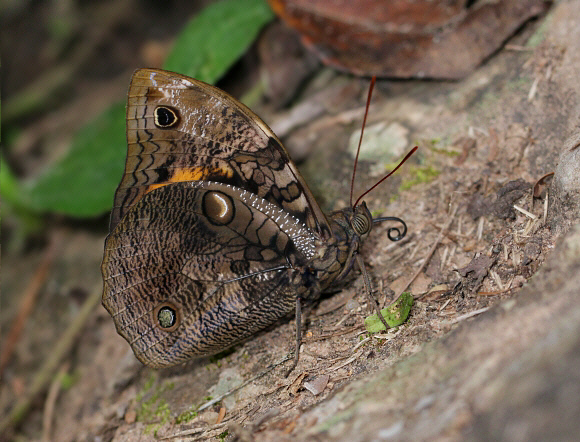 Opsiphanes invirae agasthenes, Satipo, Peru