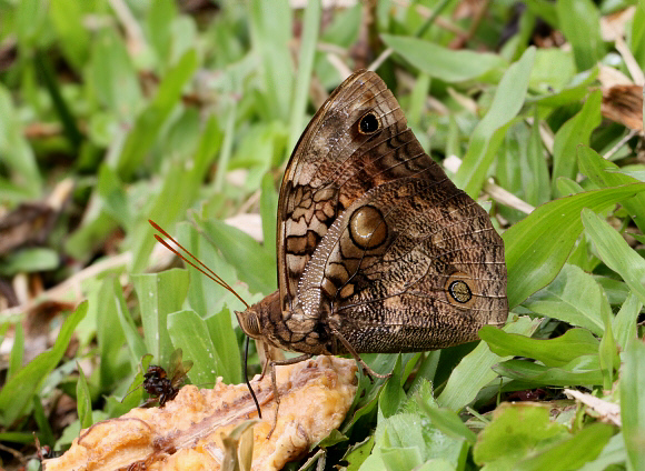 Opsiphanes invirae sticheli, Tatama NP, Colombia - Adrian Hoskins