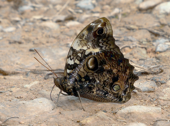 Scalloped Owlet