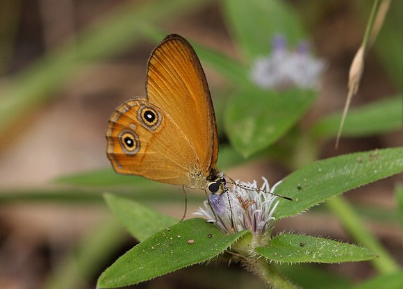 Hypocysta adiante Wollongong, New South Wales, Australia – David Fischer