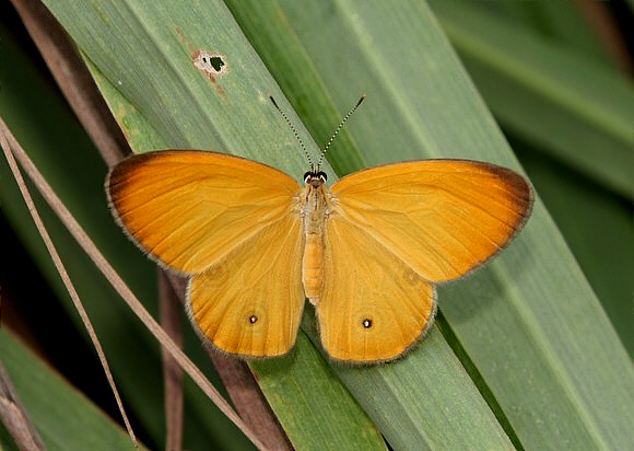 Orange Ringlet