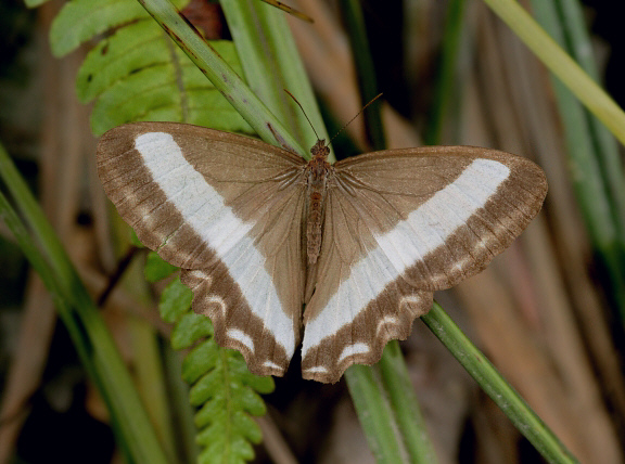 Oressinoma sorata, Manu cloudforest, 2600m, Peru - Adrian Hoskins