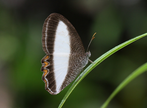 Oressinoma typhla boliviana, Tatama NP, Colombia - Adrian Hoskins