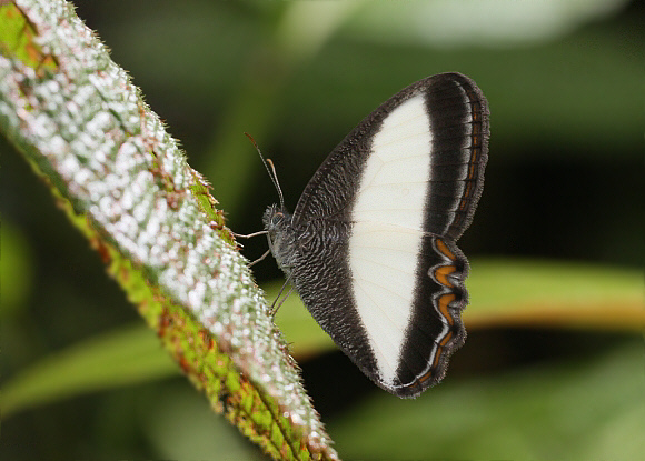 Oressinoma typhla boliviana, Tatama NP, Colombia - Adrian Hoskins