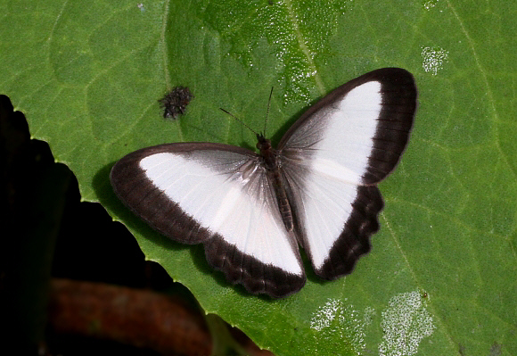 Oressinoma typhla, Tatama NP, Colombia - Adrian Hoskins