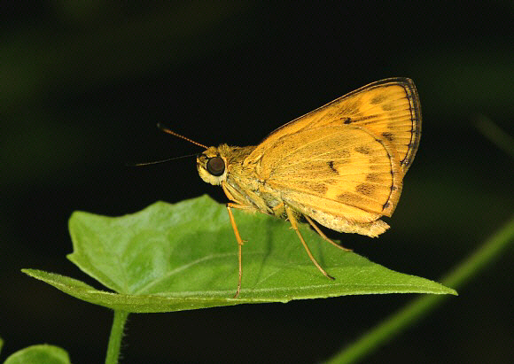 Common Dartlet