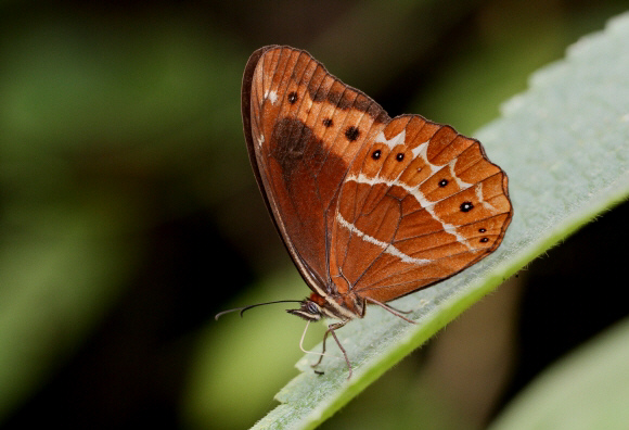 Oxeoschistus simplex fuscus, Medellin, Colombia - Adrian Hoskins