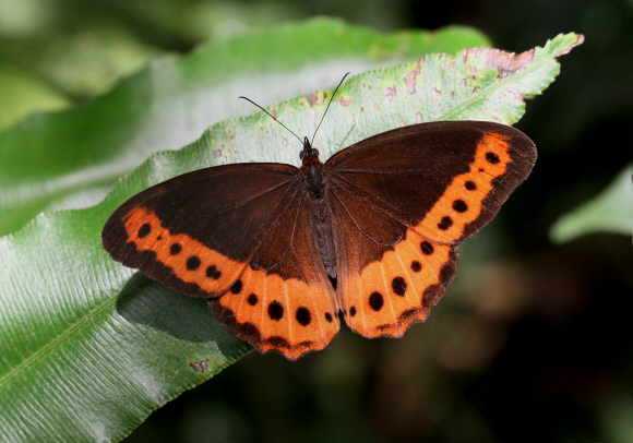 Oxeoschistus simplex fuscus, Otun-Qumibaya, Colombia - Adrian Hoskins