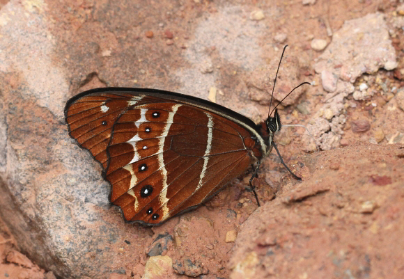 Oxeoschistus simplex fuscus, Tatama NP, Colombia - Adrian Hoskins