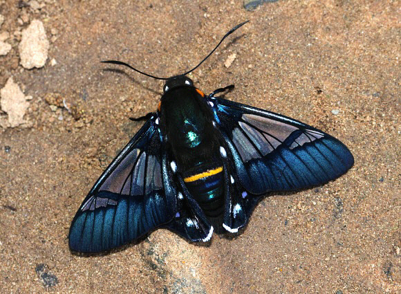 Felder’s Bee Skipper