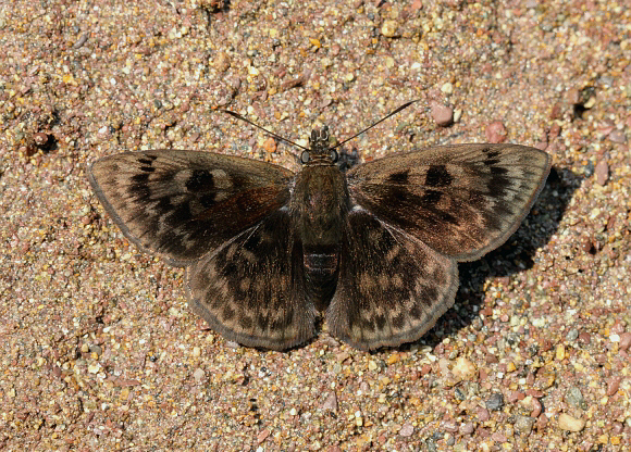 Bell’s Skipper