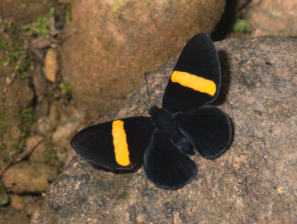 Orange-barred Velvet