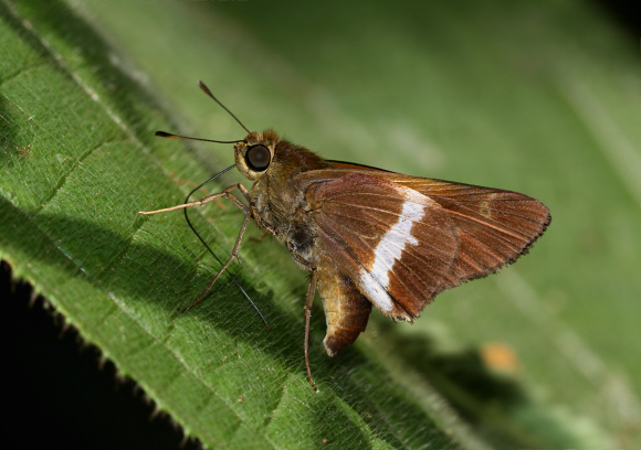 Evadnes Skipper