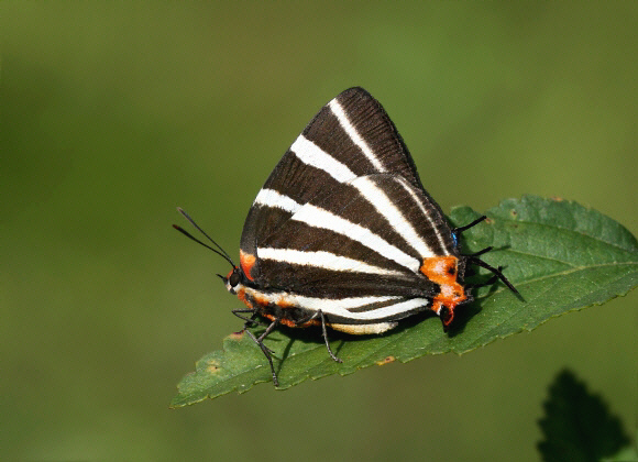 Zebra-striped Hairstreak