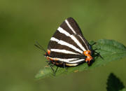 Panthiades%20bathildis%204064 004d small - Learn Butterflies
