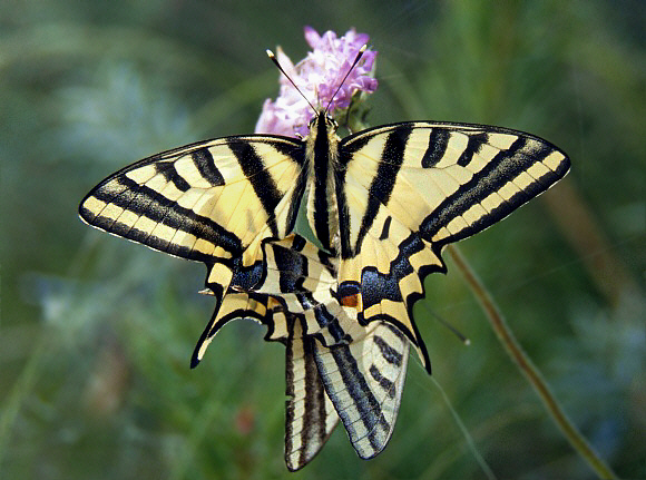 Southern Swallowtail