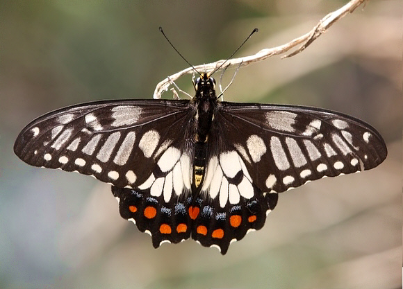 Dainty Swallowtail