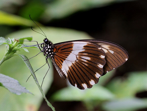 Papilio cyproeofila male, Bobiri, Ghana