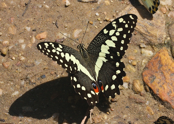 Papilio demodocus, Wli Falls, Ghana