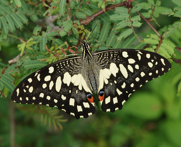 Papilio demoleus - Bundala, Sri Lanka – Adrian Hoskins