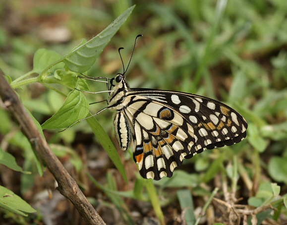 Papilio demoleus - Weligaththa, Sri Lanka – Adrian Hoskins