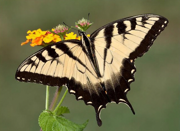 Tiger Swallowtail