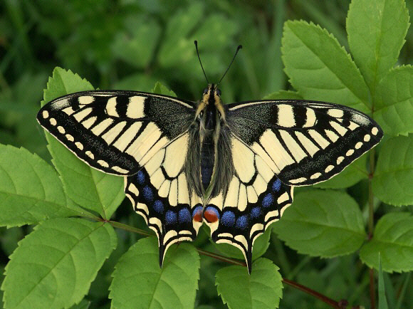 Papilio%20machaon%20036 001b - Learn Butterflies
